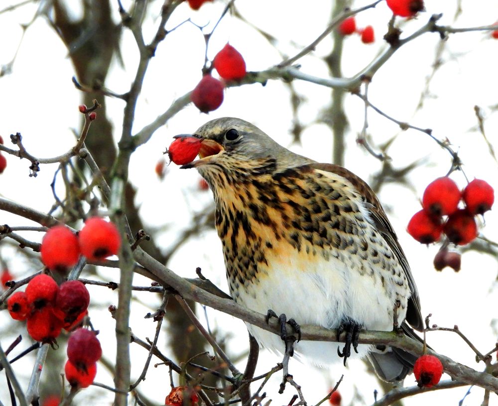 Photograph by Татьяна ТУРСКАЯ
