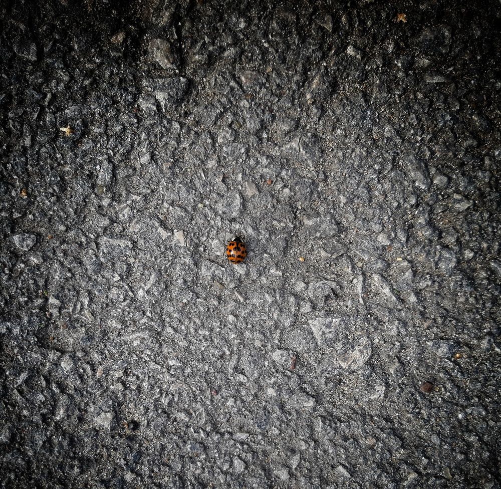 Photograph by Мария Шамина