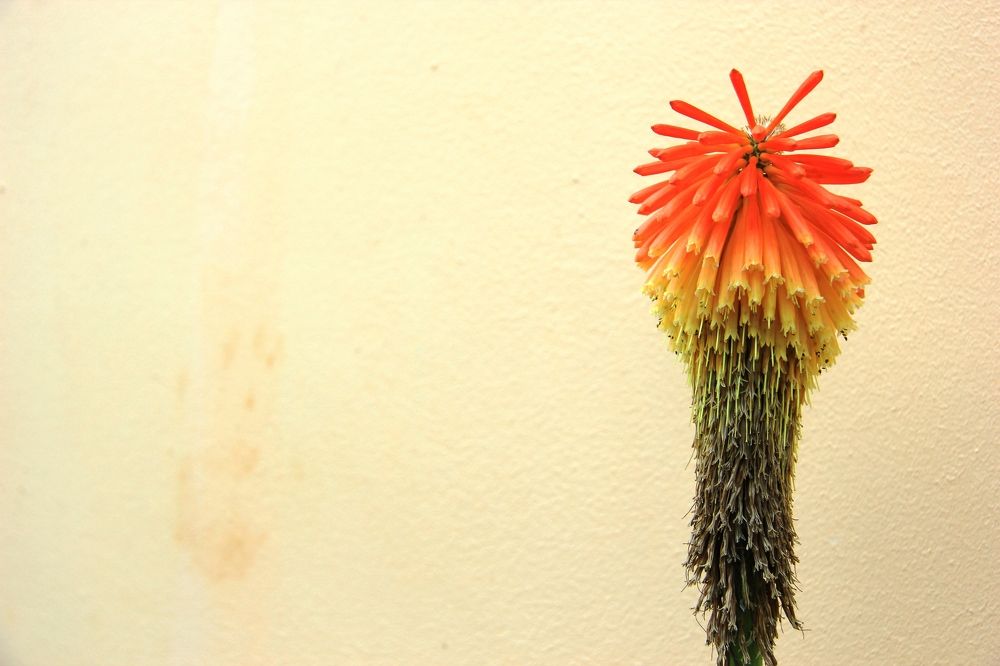 Одинокий цветок