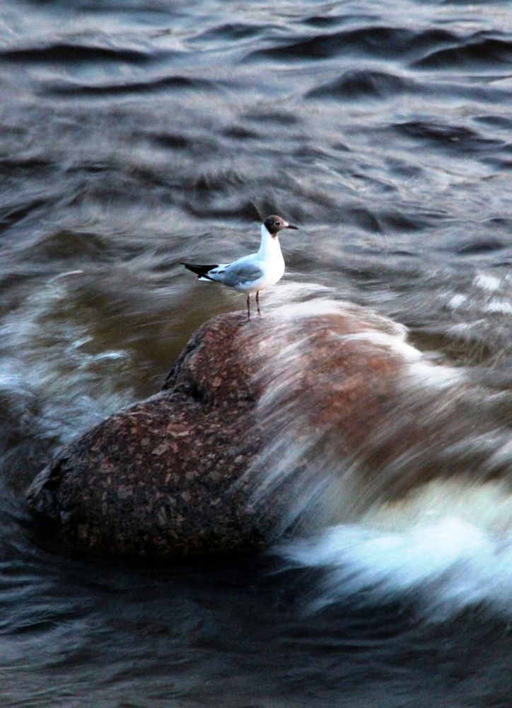 Принцесса Невы