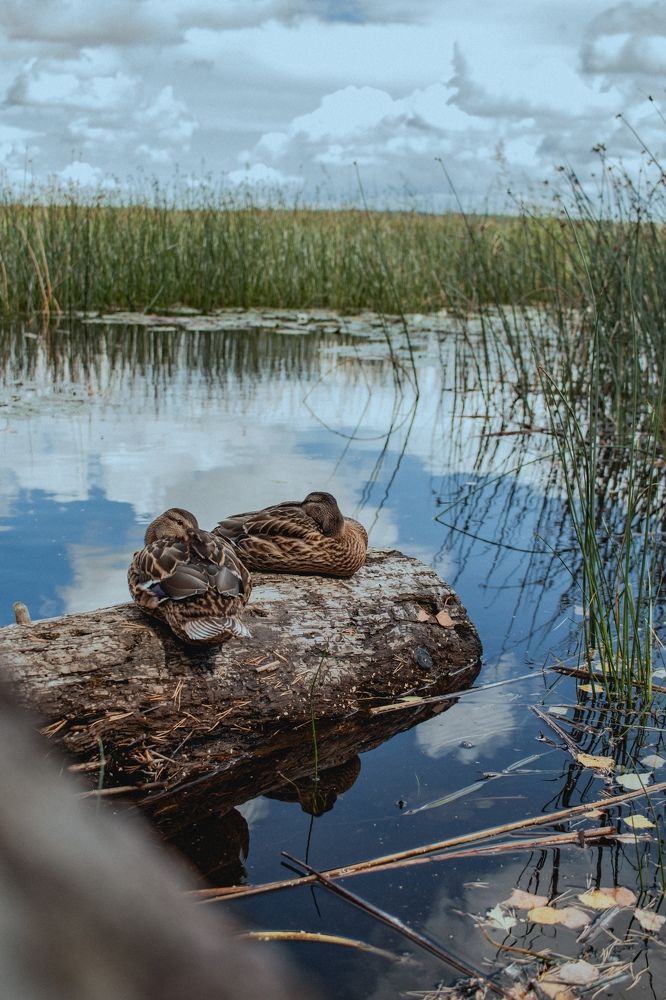 Photograph by Алина Ковалева