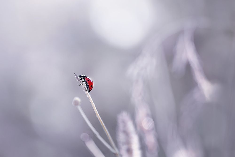 Photograph by Полина Васеева