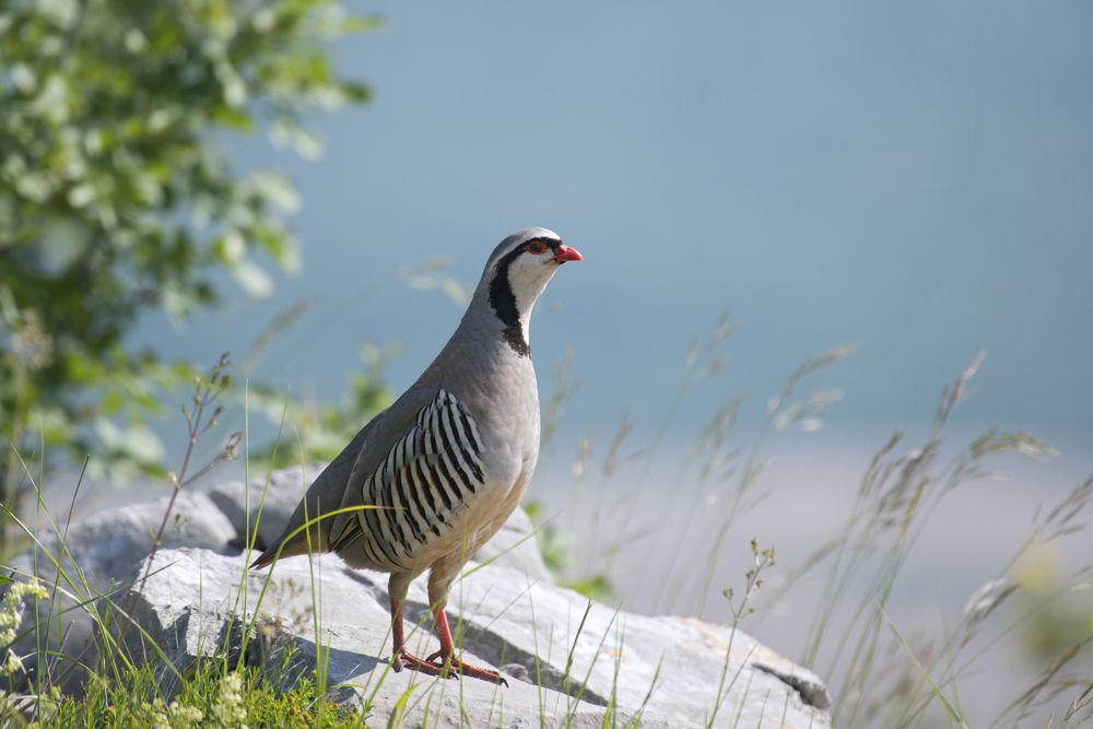 Photograph by Slavisa Tomanovic