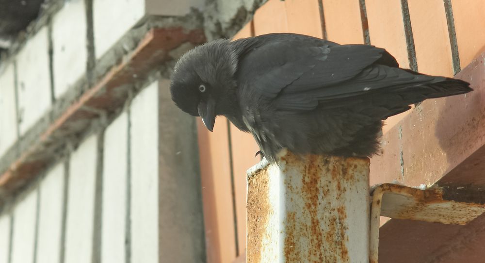 Jackdaw who is interested in something