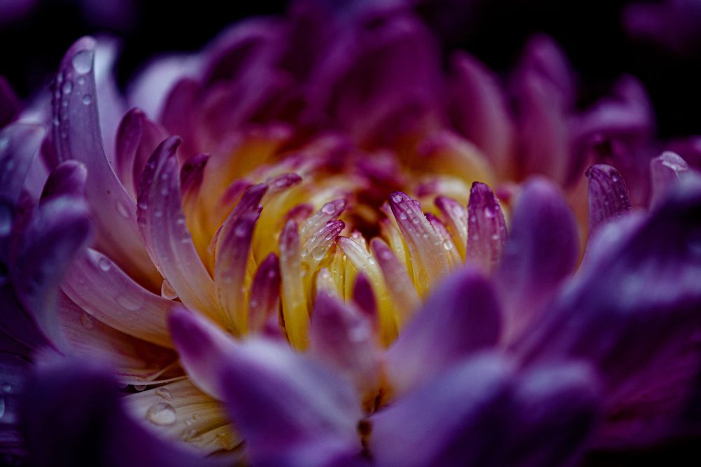 Photograph by Anja Jansen