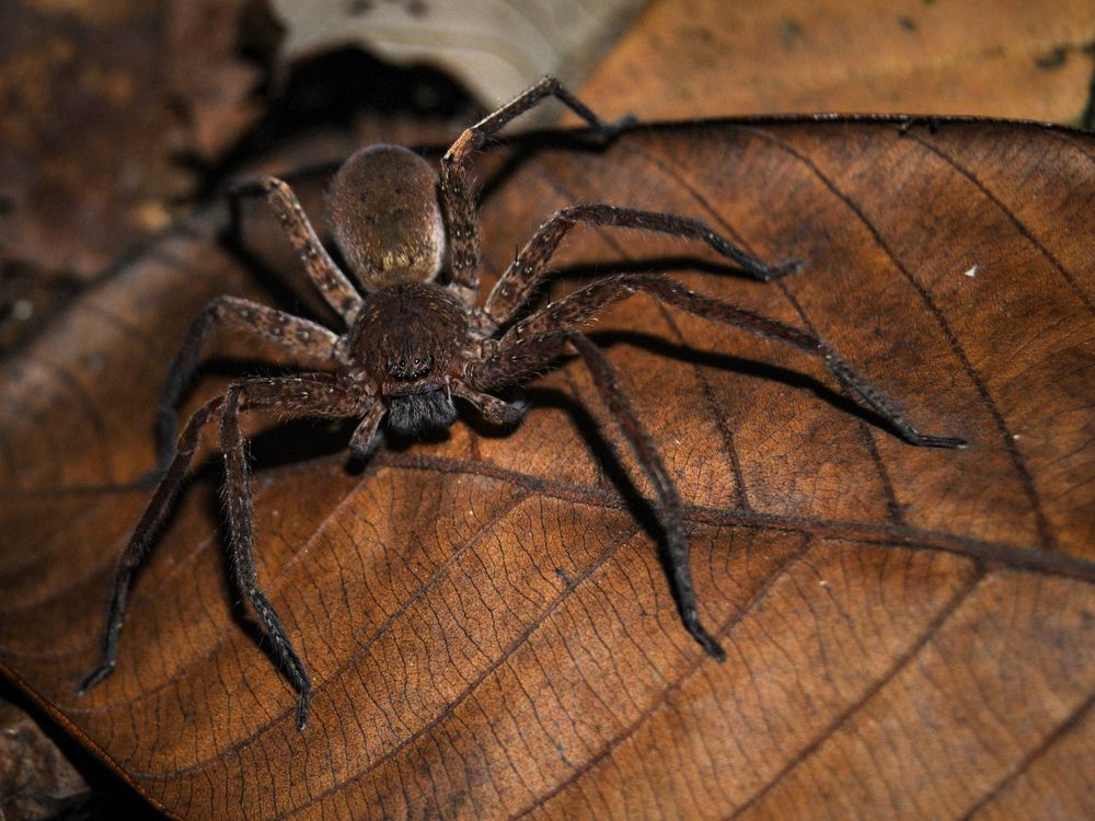 Spider on the Brown Leaf