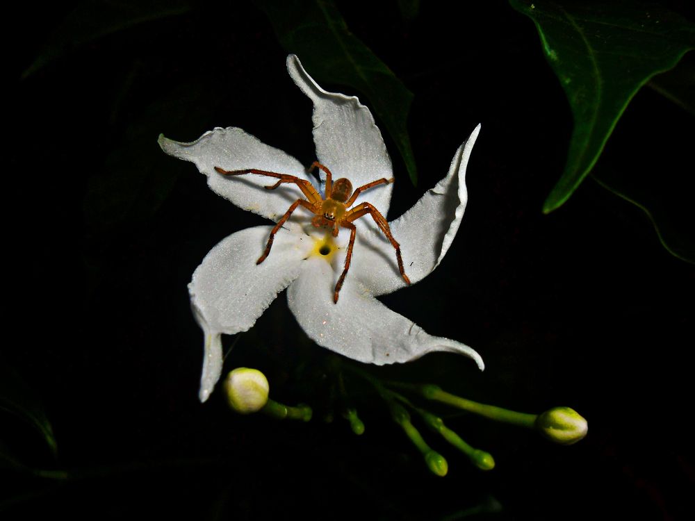 Guardian of the Flower