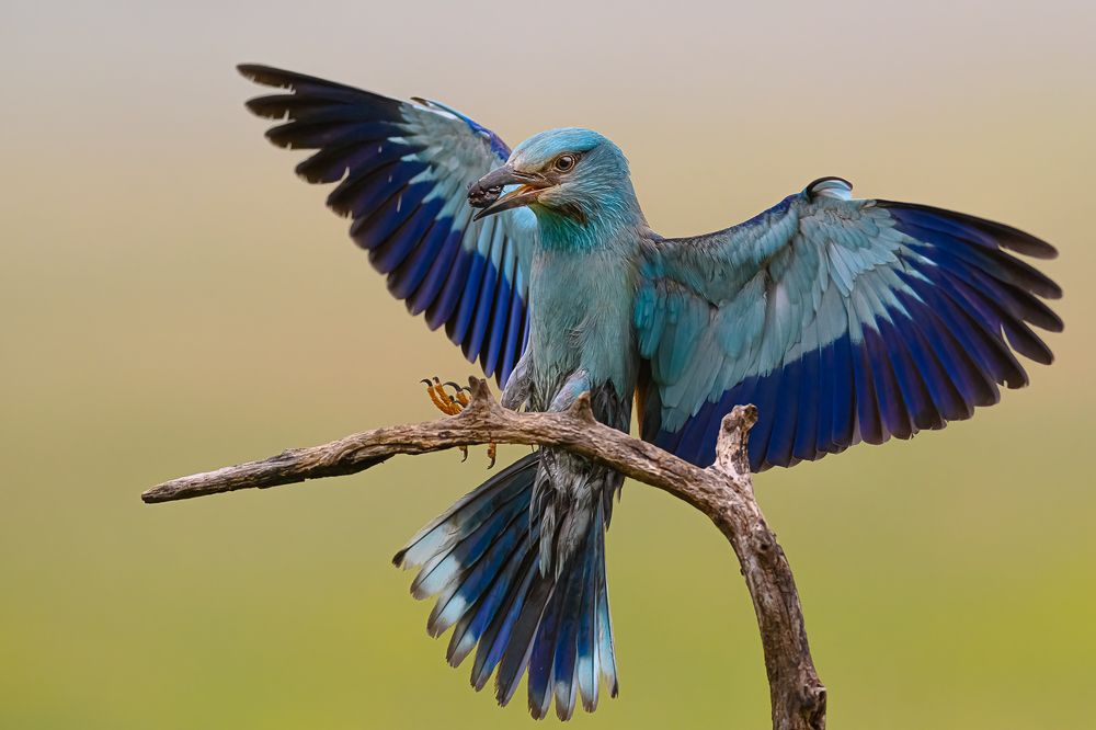 Photograph by Csaba Tokolyi