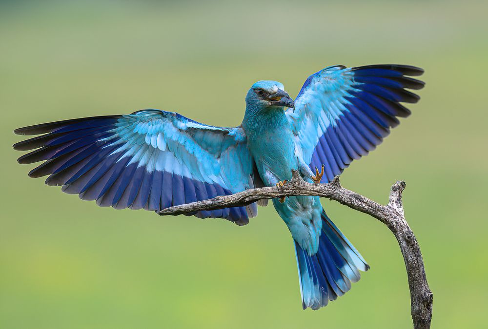 Photograph by Csaba Tokolyi