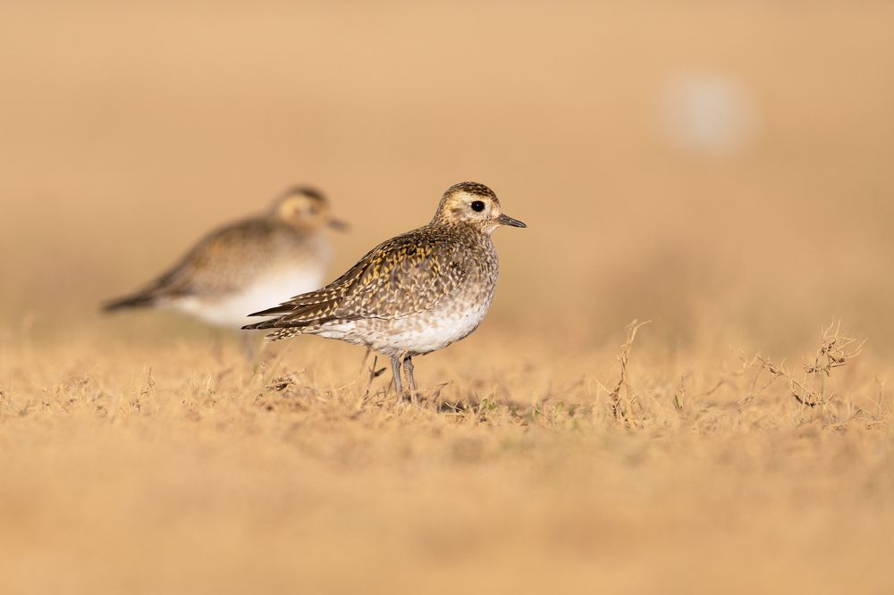 The European golden plover