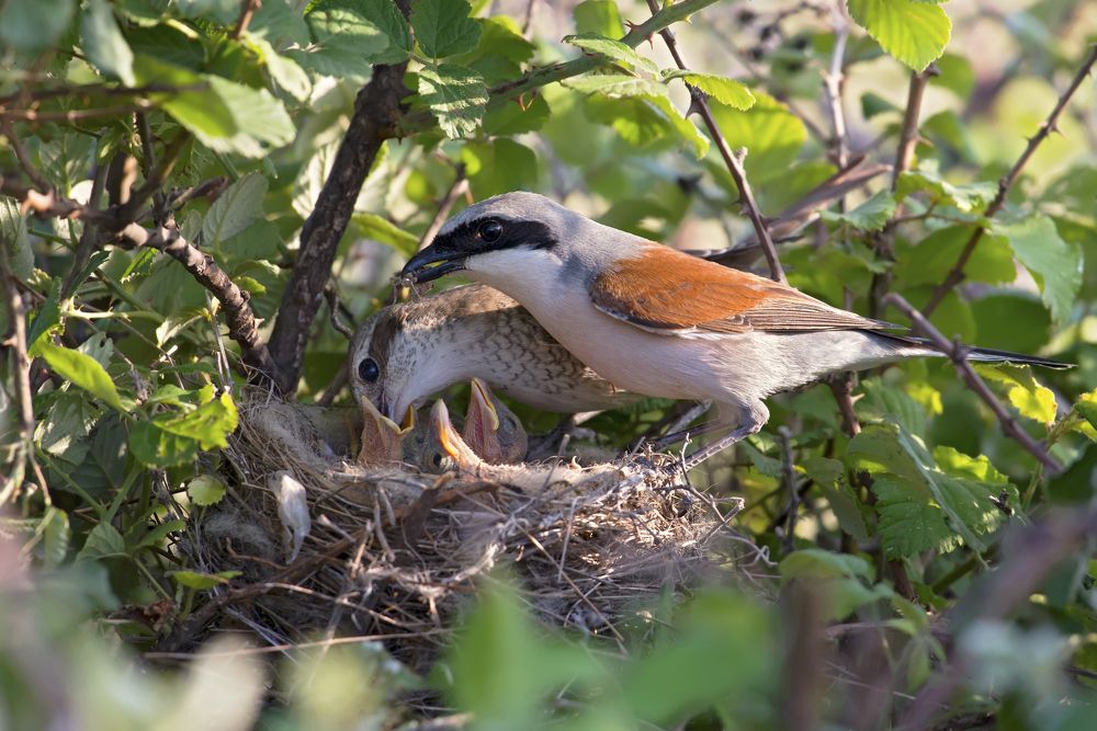 Photograph by Slavisa Tomanovic