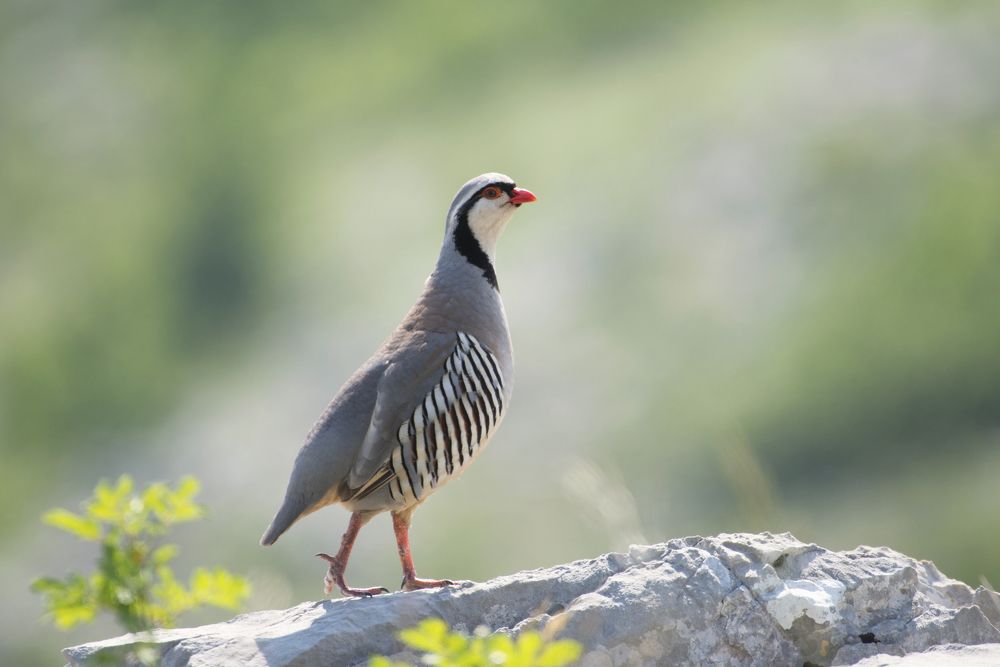 The rock partridge