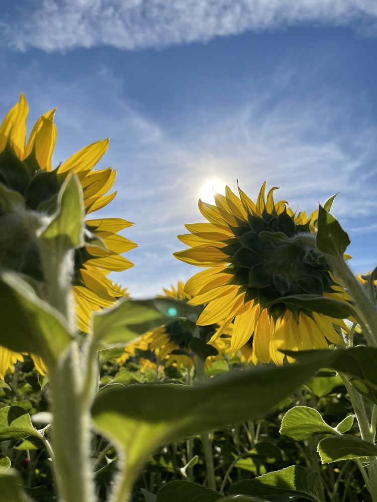 подсолнухи