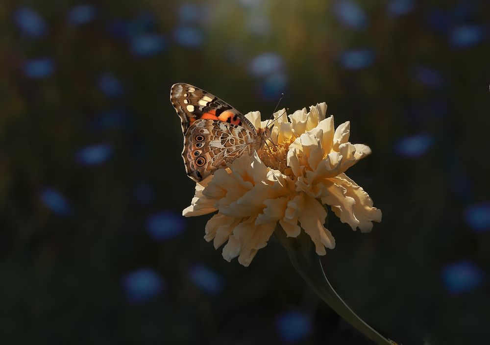Photograph by Полина Васеева