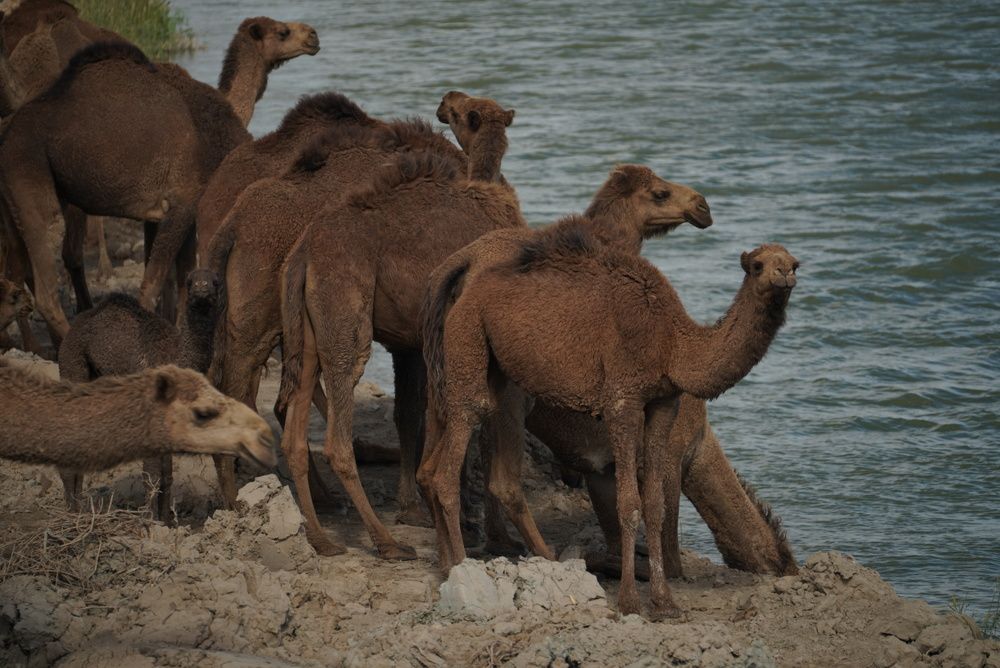 Фотография автора Ahmad Alhussaini