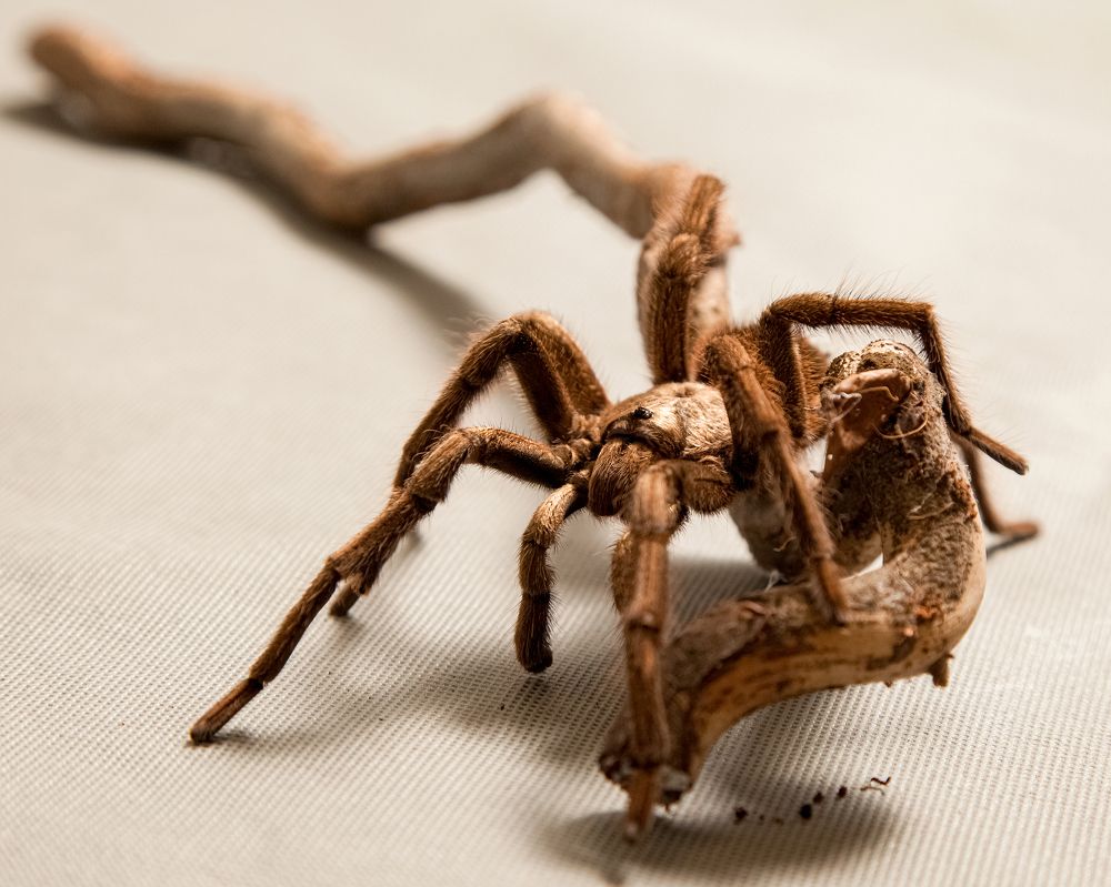 Photograph by Малена  Раджюс