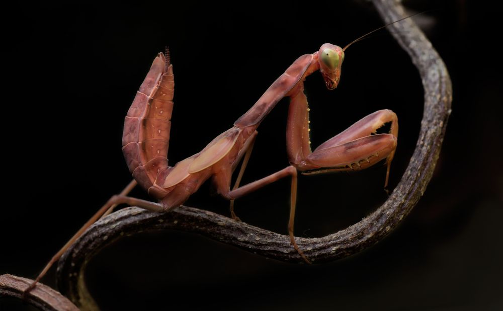 Photograph by Тараненко Анжелика