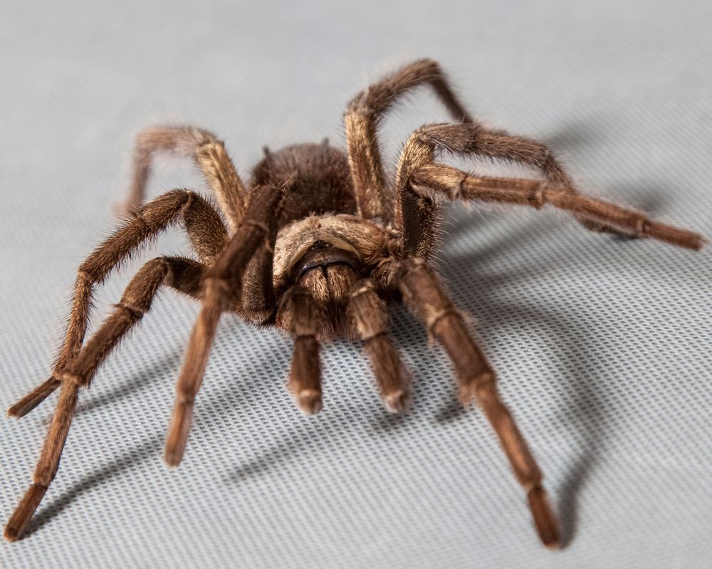 Photograph by Малена  Раджюс