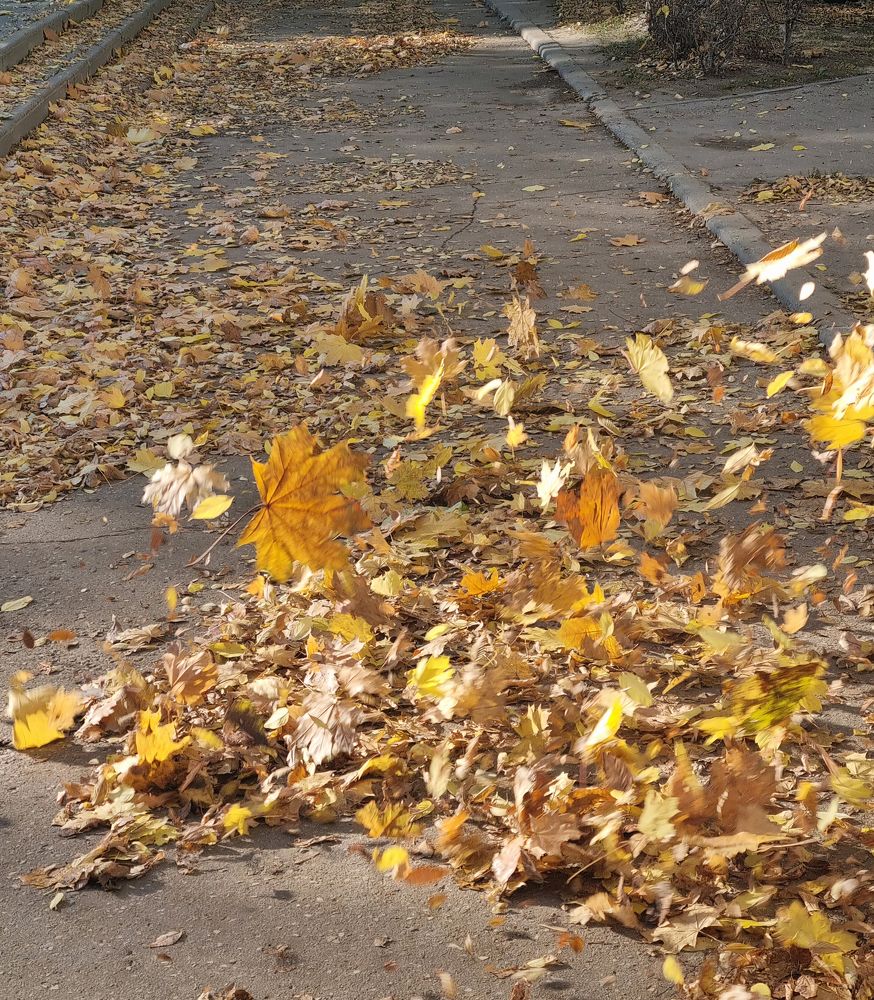 Осень в полете.