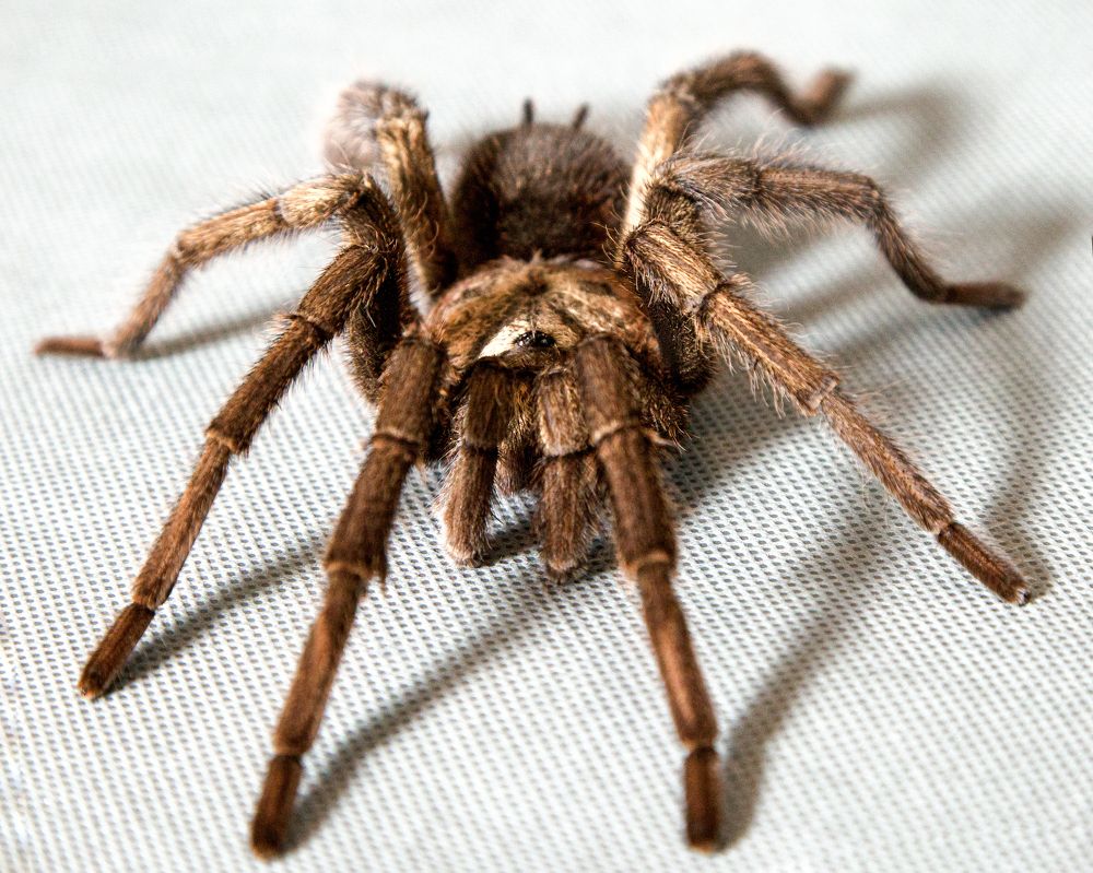 Photograph by Малена  Раджюс