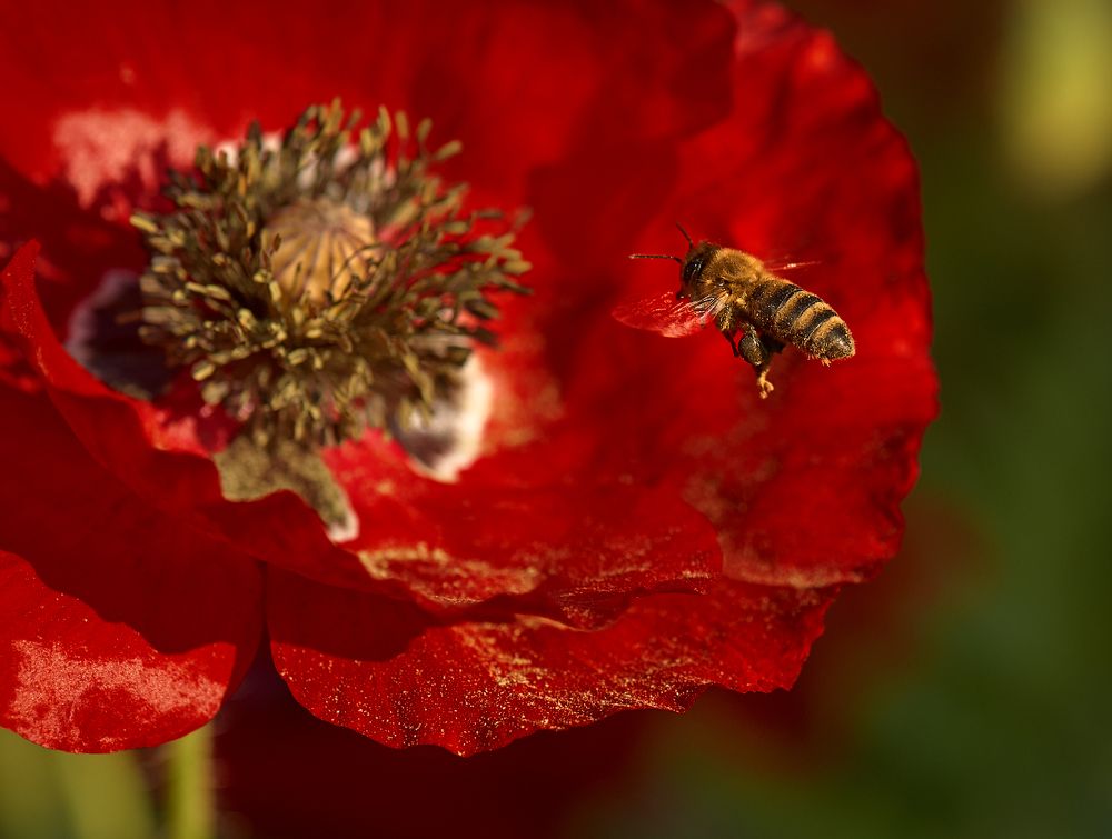 Photograph by Олег Бунеев