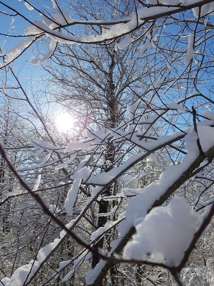 Мороз и солнце, день чудесный