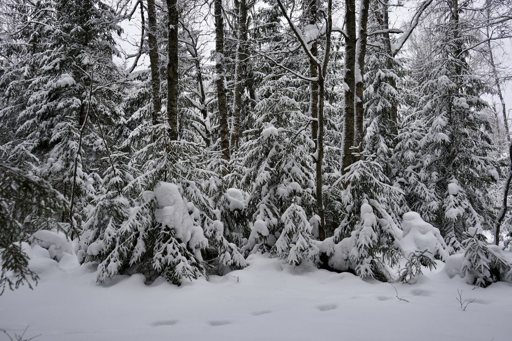 Photograph by Юлия Отставнова