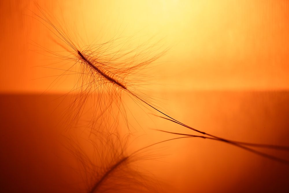 Утонченности природы.