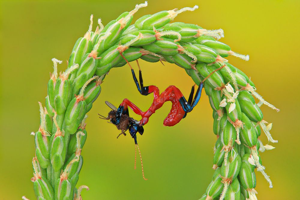 Hymenopus Coronatus - Orchid Mantis