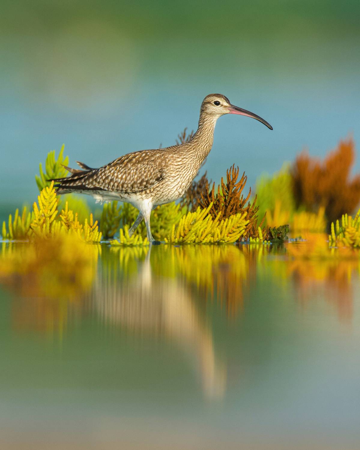 Eurasian whimbrel with vegetation