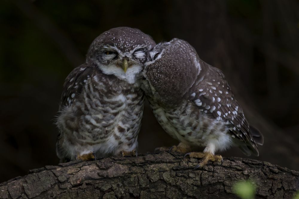 Photograph by Mohit Kulkarni