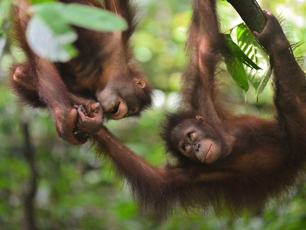 Orangutan's Friendship