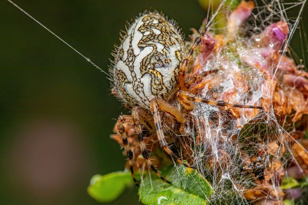 Photograph by Michael Mettier