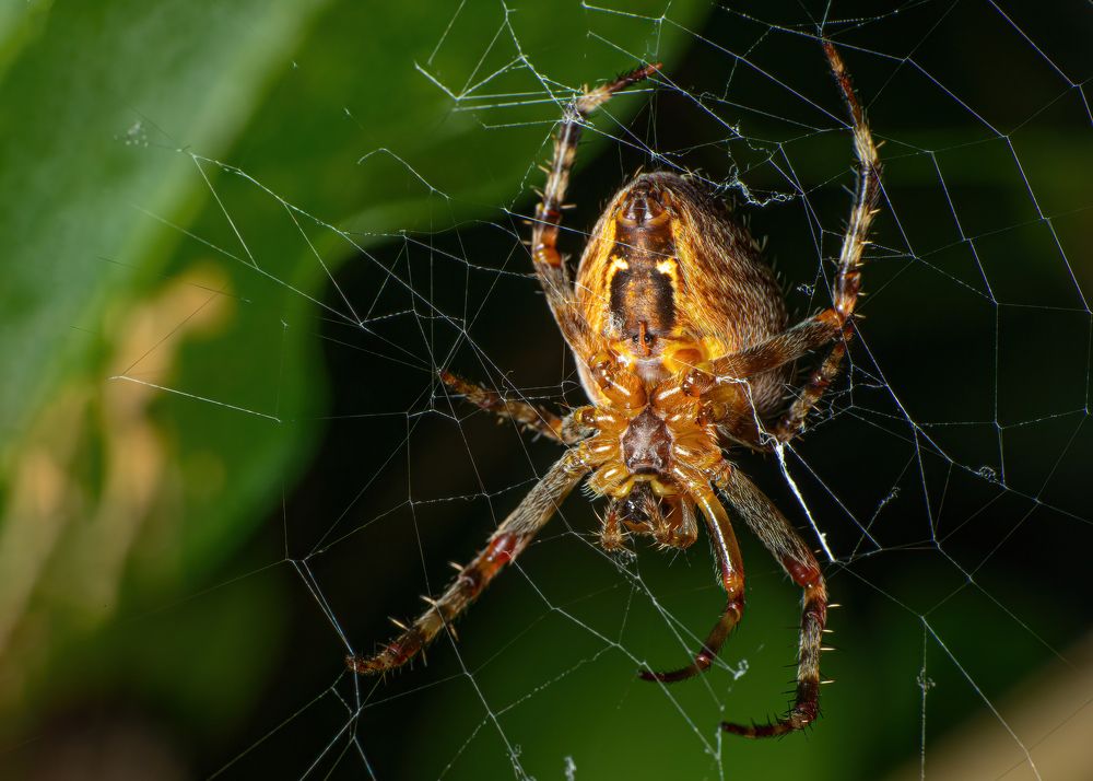 Photograph by Michael Mettier