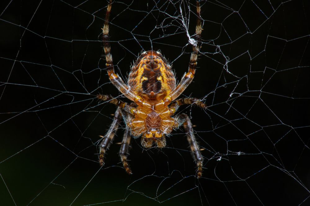 Photograph by Michael Mettier