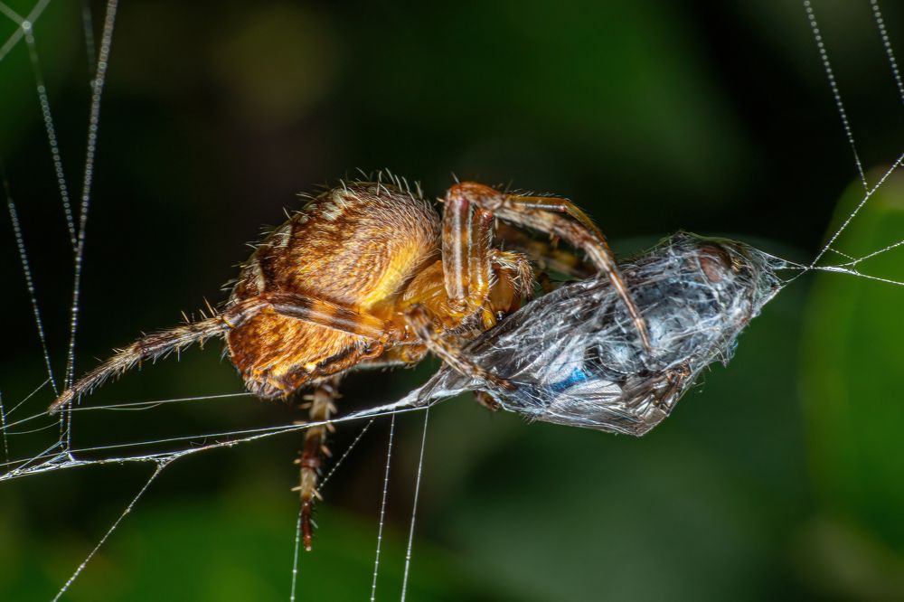 Photograph by Michael Mettier