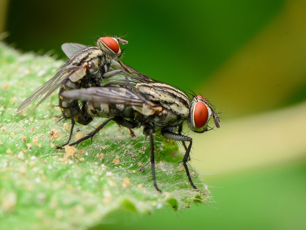 Photograph by Shakti brata Bhattacharjee