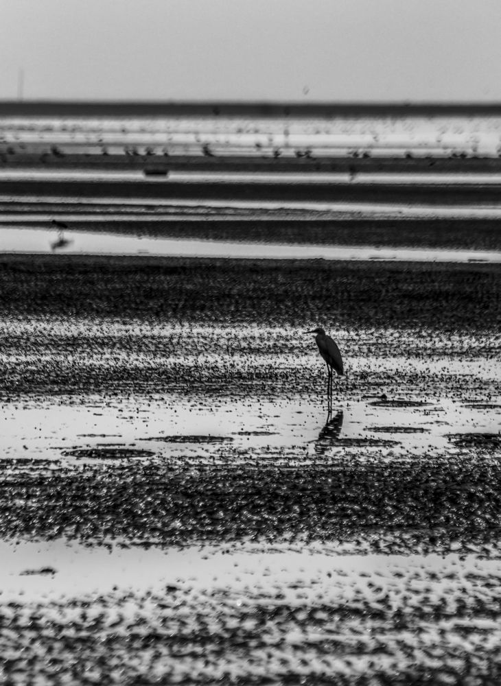 Фотография автора Abbas Ahmadi