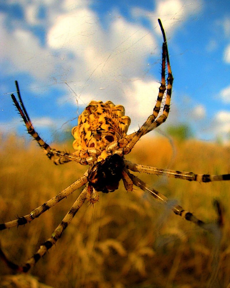SPIDER  III