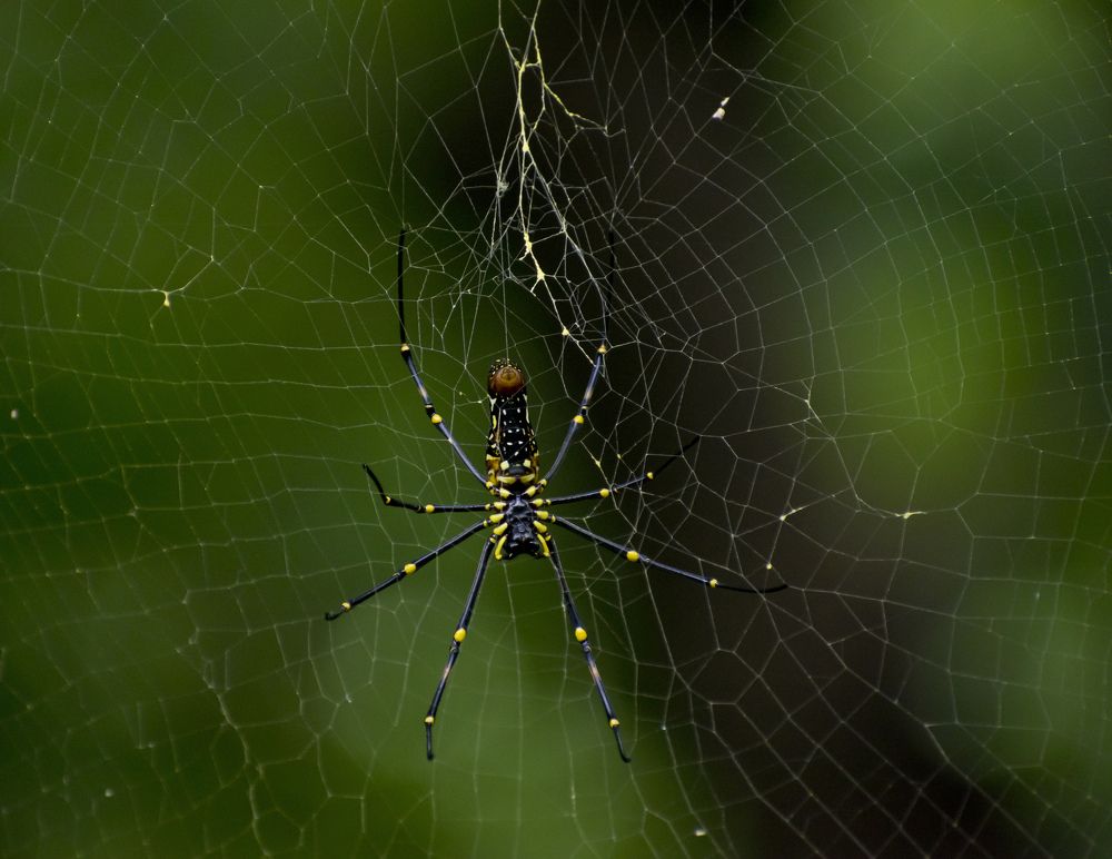 Photograph by Sourav Paul