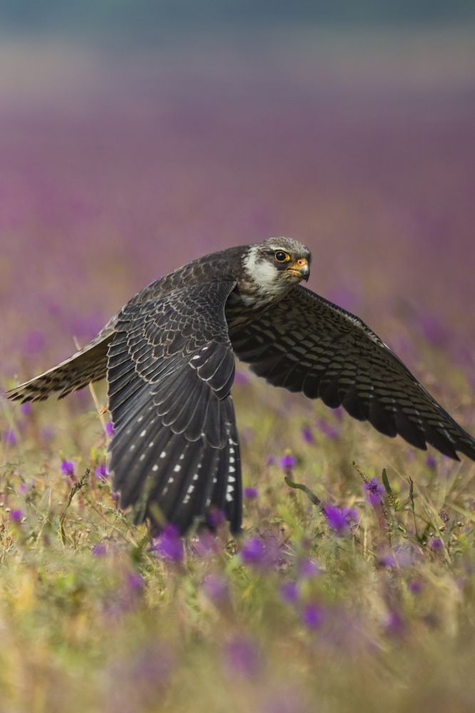 Photograph by Mohit Kulkarni