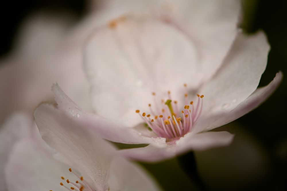 Photograph by Anja Jansen