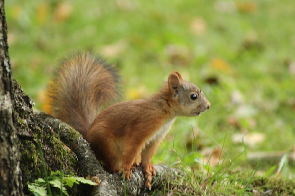 Photograph by Светлана Гмырина