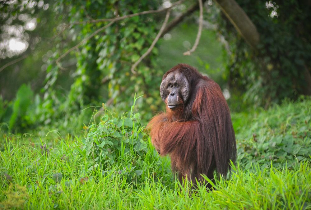 Bornean Orangutan