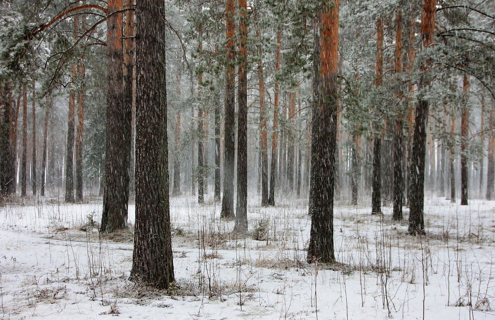 Photograph by Sergei Petrov