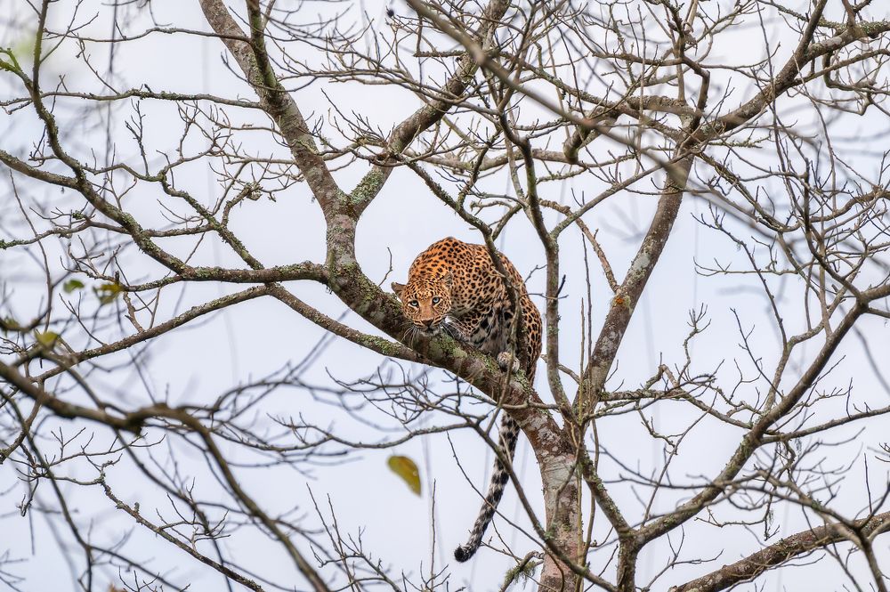 Photograph by Jayanta Guha