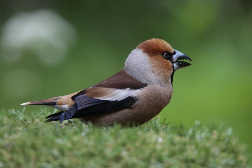 Photograph by Джамалдаев Руслан