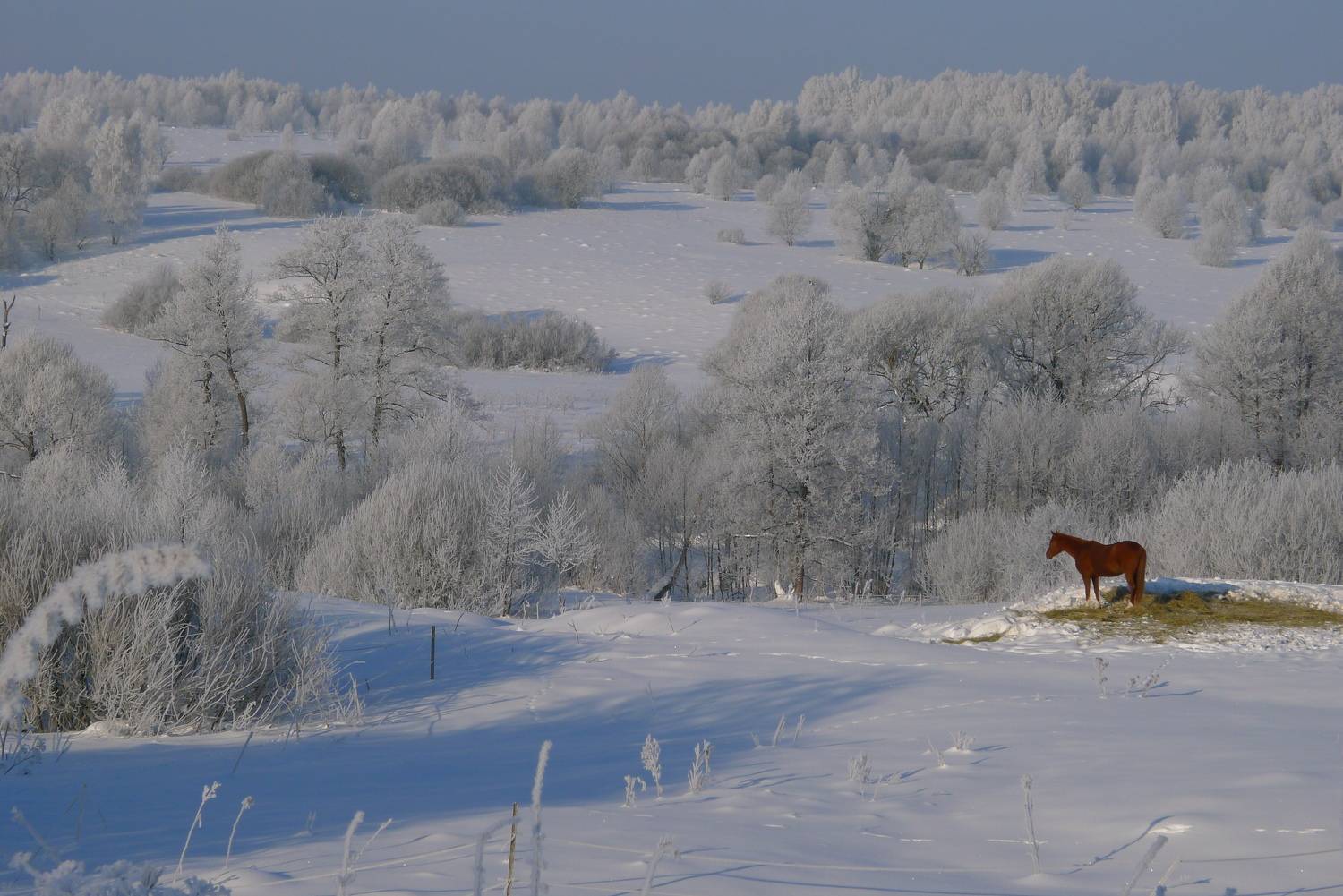 Photo #7196320