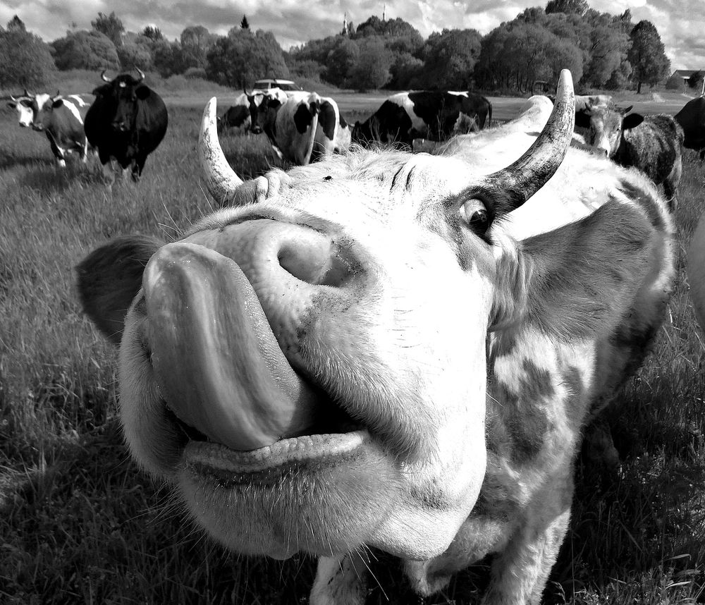 Корова позирует