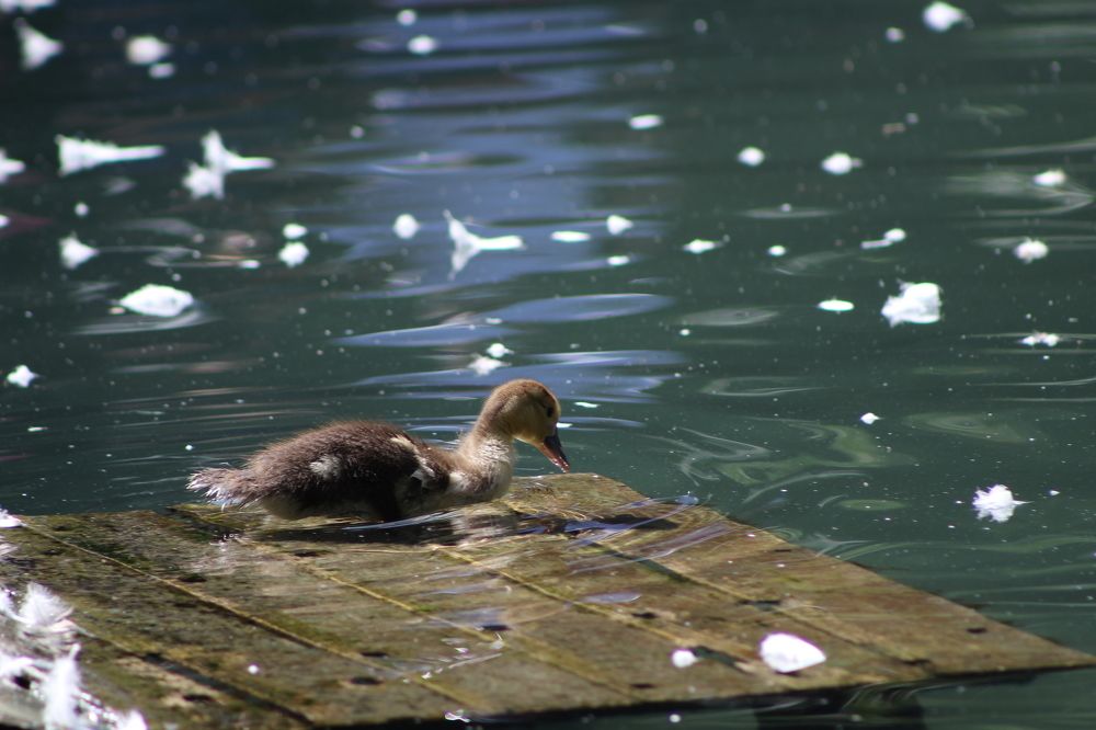 Photograph by Светлана Гмырина